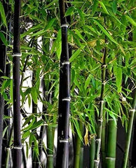 Rare Black Bamboo Seeds - 100 Count - Grow Unique Phyllostachys nigra Plants
