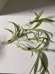 Live Bare Rooted Spider Plants - 5 Pack - Chlorophytum comosum - Easy Care Indoor Air Purifying Houseplants