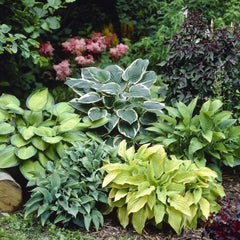 Mixed Color Hosta Plant Roots - 10 Count Growers Blend - Perennial Shade Plants (Hosta spp.)