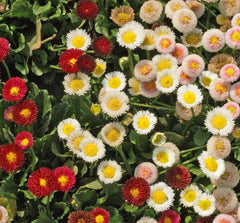 English Daisy Wildflower Seeds, Bellis perennis, Various Sizes, Perennial Blooming Garden Seeds, Free Shipping
