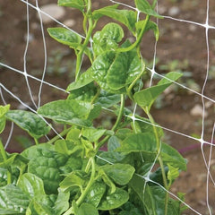 Green Malabar Spinach Seeds - Non-GMO Basella Rubra - Heirloom Variety with Tracking Included