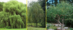 Aussie Willow Tree Bundle - 10 Fast Growing + 4 Weeping Willow Trees - Salix babylonica & Salix spp.