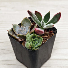 Succulent Live Plant Mix - 2" Pot - Multi Variety Succulents - Ideal for Full Sun - Perfect for Zone 10 Gardening