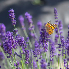 Set of 2 Lavender Live Plants - Aromatic Herb Seedlings - Ready to Grow - Lavandula angustifolia