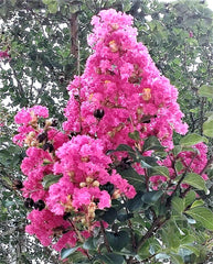Heirloom True Pink Crepe Myrtle Trees 6" Rooted Cuttings Lagerstroemia Indica Fast-Growing Flowering Shrubs