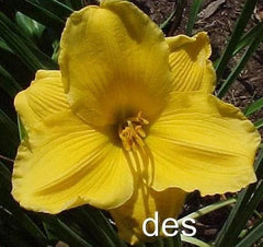 10 Daylily Plants - SUN LOCKET - Bright Yellow Flowers - Hemerocallis