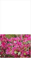 Loropetalum Plum Delight Shrub 3" - Flowering Live Plant (Loropetalum chinense) - Purple Foliage, Low Maintenance