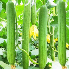 Sponge Dishcloth Gourd Seeds - 10+ Luffa Gourd Smooth Loofah, Chinese Sigua, USA