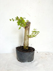 Parrot's Beak Plant - Pre-Bonsai - Gmelina philippensis - Fat Trunk Indoor Bonsai Tree