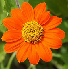 Mexican Sunflower Seeds 50+ Annual Orange Tithonia Flowers for Garden