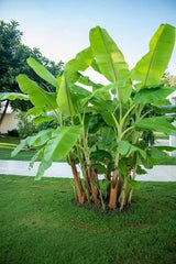 Darjeeling Banana Tree Seeds - 5 Seeds - Musa sikkimensis - Tropical Fruit Planting Seeds