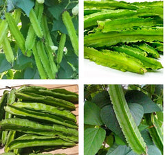 Winged Bean Seeds - 20+ Seeds, Dragon Bean, Đậu Rồng Sigarilyas - Free Shipping in the US