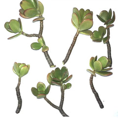 Jade Succulent Cuttings 2/ea Fresh | Fast Growing, Easy to Root | Crassula ovata