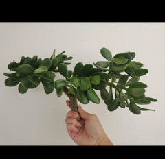 Thick Cutting Jade Plant Succulent 0.75-1 Inch Crassula ovata - Two Pieces