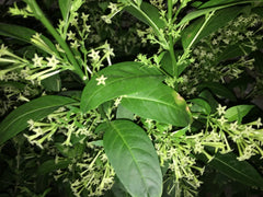 Night Blooming Jasmine Plant in 5" Pot, Cestrum nocturnum, Tropical Fragrant Flowering Plant