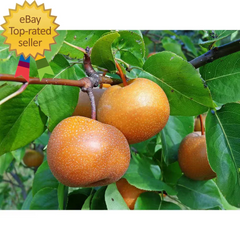Dwarf Chojuro Asian Pear Tree Bare Root - Pyrus pyrifolia, Fragrant Fruit Tree, Easy to Grow, Ideal for Small Gardens