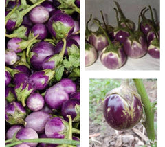 Thai Round Purple Eggplant Seeds - 50+ Non-GMO Seeds (Solanum melongena) - Buy 2 Get 1 Free