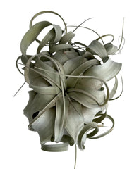 Xerographica Air Plant - Tillandsia - 3" to 9" Sizes - Unique Tillandsia Xerographica Variety for Home Decor