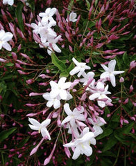 Star Jasmine Cuttings - 12 Unrooted Stem Cuttings - Fragrant Flowering Vine - Trachelospermum jasminoides