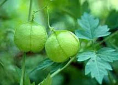 Balloon Vine Seeds, 20 Seeds, Love in a Puff Vine, Cardiospermum halicacabum