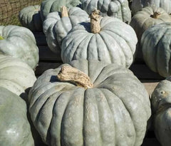 Jarrahdale Pumpkin Seeds, 20 Seeds, Large Green/Gray Variety, Cucurbita maxima