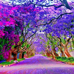 Jacaranda Fern Tree Seeds - Tropical Blue Flowers - Mimosifolia acutifolia - Exotic Plant Seeds for Garden