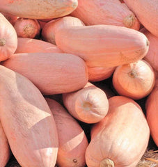 Jumbo Pink Banana Squash Seeds | Georgia Candy Roaster Pumpkin Winter Seeds 2025 | Heirloom Variety for Gardening