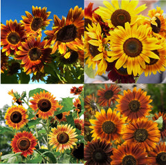 Sunflower Seeds - LANDSCAPER'S PACK - Sunset Mix Tall Branching - Helianthus annuus - 200 Seeds for Autumn Colors