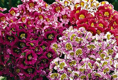 Butterfly Flower Seeds - Angel Wings Mix - 100+ Non-GMO Seeds - Ideal for Gardens & Pollinators - Plant for Vibrant Blooms
