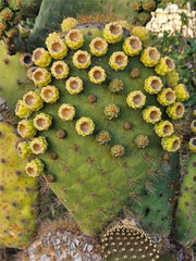 Opuntia Galapageia var. Profusa - Unrooted Very Large Pad with Attached Fruit - Cactus Plant