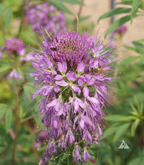 Cleome Seeds - Rocky Mountain Bee Plant - Non-GMO - Honey Bees & Butterfly Host Plant - 400 Seeds