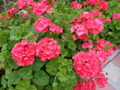 Hardy Geranium Cuttings 5 x 6" Fragrant Red Orange Flowers (Pelargonium) Fresh Plant Cuttings for Gardening