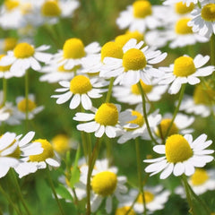 German Chamomile Seeds 2500+ Herb - Medicinal Fragrant Groundcover - Matricaria chamomilla - Annual - USA