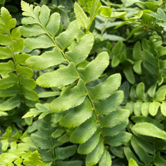 Christmas Fern Bare Root Plants - Polystichum - 25 Pack - Hardy Perennial for Shade Gardens and Landscaping