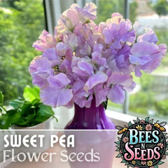 Sweet Pea Seeds - 35+ Fresh Annual Flower Seeds - Non GMO - Garden Variety for Home Gardening