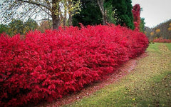 Burning Bush Cuttings Set of 12 Unrooted 6-8 Inches - Euonymus alatus, Ornamental Shrubs for Landscaping