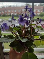 African Violet Cuttings - 2 Fresh Unrooted Leaves - S. Rupicola Species Violet