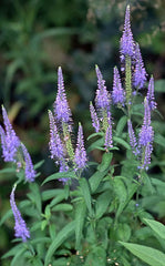 Blue Veronica Longifolia Seeds, 100 Count, Long Leaf Speedwell, USA Seller, Easy to Grow Garden Flowers