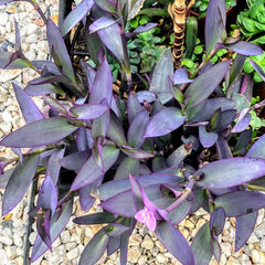 Purple Hearts Plant Cuttings - Tradescantia Zebrina - 5 Cuttings in 2" or 4" Pot - Wandering Jew Variety