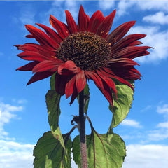 Red Sun Sunflower Seeds - 50+ Heirloom Non-GMO - Helianthus annuus - Rare Variety for Garden Planting