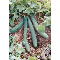 Italian Cucumber Seeds - 60 Count Tortarello Verde Scuro - Gourmet Non-GMO (Cucumis sativus)