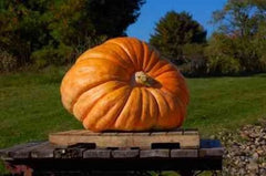 Dill's Atlantic Giant Pumpkin Seeds - 35 Bulk Seeds - World Record Holder - High Yield (Cucurbita maxima)