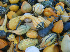 Small Fancy Mix Gourd Seeds - Fresh Gourd Seed Variety - Unique Decorative Gourds (Cucurbita pepo)