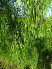Mexican Weeping Bamboo Seeds - 100 Perennial Ornamental Seeds for Privacy - US Seller - Bambusa angustifolia