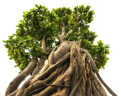 Bonsai Tree Seeds - 20 Indian Banyan Seeds - Ficus benghalensis - Ideal for Planting and Cultivating Indoor Gardens