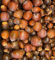 Red/White/Pin/Sawtooth Oak Acorns Seeds, 10+ Count, Quercus spp., 2024 Harvest for Planting