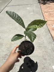 Loquat Tree Live Plant in 4” Pot - Eriobotrya japonica - Fast Shipping, Limited Stock