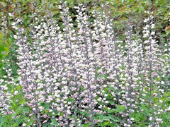 White Wild False Indigo Seeds - 50+ Perennial Native Wildflower - Nitrogen-Fixing (Baptisia alba)