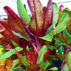 Ensete Maurelii Plant | Red Abyssinian Banana Tree | Tropical Variety | False Red Musa