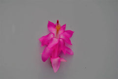 Christmas Cactus Starter Plant - Jolly Dancer - Schlumbergera Truncata - Healthy Well-Rooted Small Plant